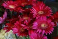 Red gerbera flower background Royalty Free Stock Photo