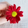 Red gerbera flower. Beautiful blossom closeup. Royalty Free Stock Photo