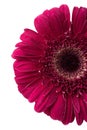 Red gerbera flower Royalty Free Stock Photo