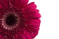 Red gerbera flower Royalty Free Stock Photo