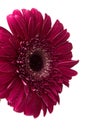 Red gerbera flower Royalty Free Stock Photo