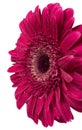 Red gerbera flower Royalty Free Stock Photo