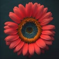 Red gerbera flower on black background. generative ai Royalty Free Stock Photo