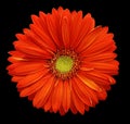 Red gerbera flower, black isolated background with clipping path. Closeup. no shadows. For design. Royalty Free Stock Photo