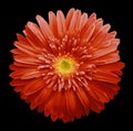 Red gerbera flower on the black isolated background with clipping path. Closeup. no shadows. For design Royalty Free Stock Photo