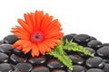 Red gerbera flower and black zen stone Royalty Free Stock Photo