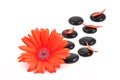 Red gerbera flower and black zen stone Royalty Free Stock Photo