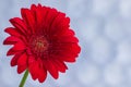 Red gerbera flower close-up on a blue-and-white blurred background. Postcard for the holiday Valentine`s Day. Royalty Free Stock Photo