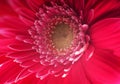 Red Gerbera Flower Royalty Free Stock Photo