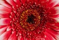 red gerbera flower - red daisy macro petals on green background Royalty Free Stock Photo