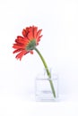 Red gerbera flower in glass vase Royalty Free Stock Photo