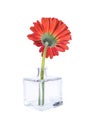 Red gerbera flower in glass vase Royalty Free Stock Photo