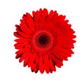 Red gerbera flower, isolate on a white background Royalty Free Stock Photo