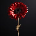 Red Gerbera Daisy With Metal Leaf Digital Print On Black Royalty Free Stock Photo