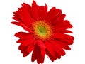 Red Gerbera Flower isolated with PNG format. Royalty Free Stock Photo