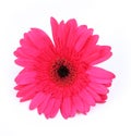 Red gerbera flower isolated on white Royalty Free Stock Photo