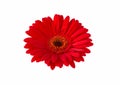 Red gerbera flower isolated on white background Royalty Free Stock Photo