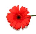 Red gerbera flower isolated on a white background. Royalty Free Stock Photo