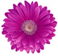 Red gerbera flower isolated on a white background. No shadows with clipping path. Close-up. Royalty Free Stock Photo