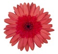 Red gerbera flower isolated on white Royalty Free Stock Photo