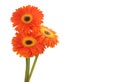 Red gerbera flower isolated Royalty Free Stock Photo