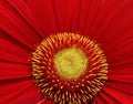 Red gerbera flower. Macro. Closeup. flower background. For designR Royalty Free Stock Photo