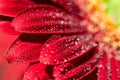 Red Gerbera Flower - Macro photograph with detail of the petals of a red gerbera flower with water droplets under natural sunlight Royalty Free Stock Photo