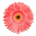 Red gerbera flower macro photography isolated Royalty Free Stock Photo