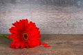 Red gerbera flower with two red hearts Royalty Free Stock Photo