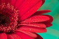 red gerbera flower with water drops. Red daisy macro with water droplets on the petals on green background Royalty Free Stock Photo
