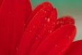 Red gerbera flower with water drops. Red daisy macro with water droplets on the petals on green background Royalty Free Stock Photo