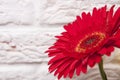 Red gerbera flower on white brick wall background Royalty Free Stock Photo