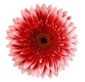 Red gerbera flower on a white isolated background with clipping path. Closeup. For design. Royalty Free Stock Photo