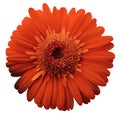 Red gerbera flower, white isolated background with clipping path. Closeup. no shadows. For design. Royalty Free Stock Photo