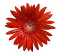 flower Red gerbera flower on white isolated background with clipping path. Closeup. no shadows. For design. Royalty Free Stock Photo