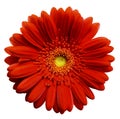 Red gerbera flower, white isolated background with clipping path. Closeup. no shadows. For design. Royalty Free Stock Photo