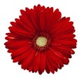 Red gerbera flower, white isolated background with clipping path. Closeup. no shadows. For design. Royalty Free Stock Photo