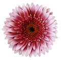 Red gerbera flower, white isolated background with clipping path.   Closeup.  no shadows.  For design. Royalty Free Stock Photo