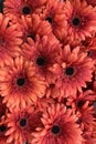 Red Gerbera flowers background Royalty Free Stock Photo