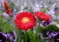 Red Gerbera flowers in bloom close up at floral market Royalty Free Stock Photo