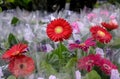 Red Gerbera flowers in bloom close up at floral market Royalty Free Stock Photo