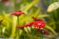 Red Gerbera flowers Royalty Free Stock Photo