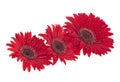 Red gerbera flowers blooming with water drops isolated on a white background. Valentine`s day Royalty Free Stock Photo