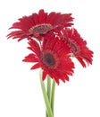 Red gerbera flowers blooming with water drops isolated on white background. Valentine`s day Royalty Free Stock Photo