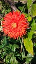 Gerbera flowers with blurred background Royalty Free Stock Photo