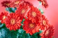 Red Gerbera Flowers with Dew Drops.