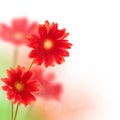 Red gerbera flowers isolated on white Royalty Free Stock Photo