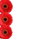 Red gerbera flowers isolated on white background. Closeup Royalty Free Stock Photo