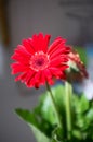Red Gerbera flowers in the morning. Royalty Free Stock Photo