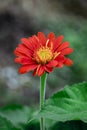 Red gerbera flowers. Royalty Free Stock Photo